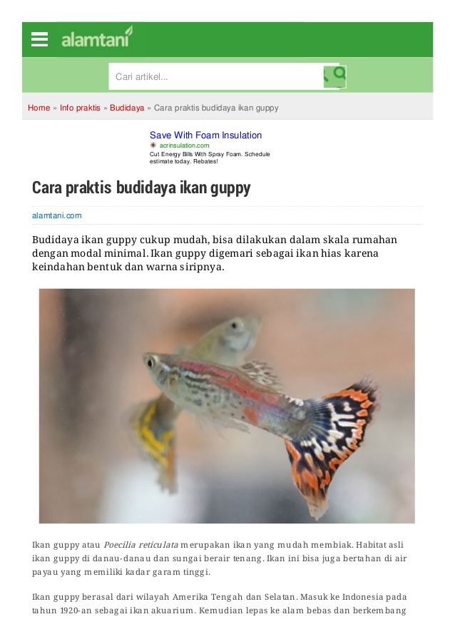 Ebook Cara Budidaya Ikan Guppy Laut